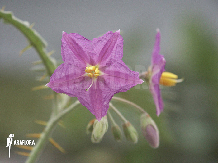 Solanum pyracanthum