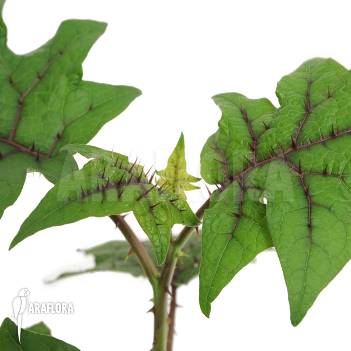 Solanum quitoense ‚Naranjilla‘