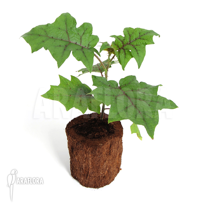 Solanum quitoense ‚Naranjilla‘