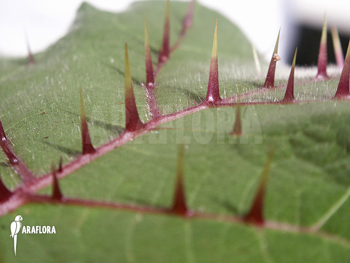 Solanum quitoense ‚Naranjilla‘