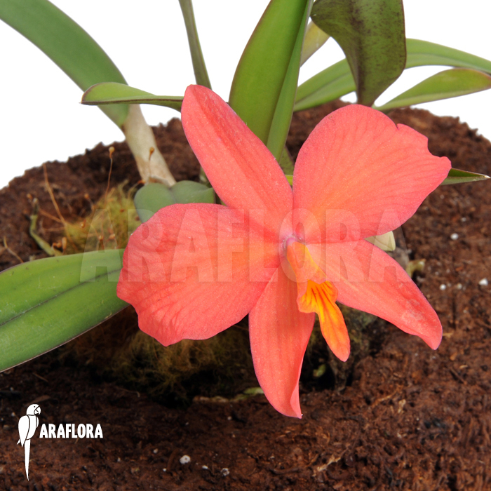 Sophronitis wittigiana