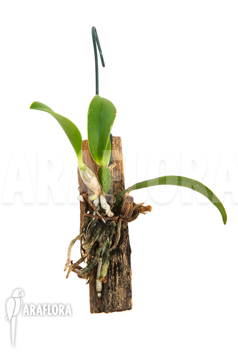 Sophronitis wittigiana ’starter‘