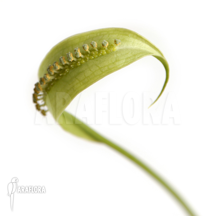 Spathicarpa sagittifolia