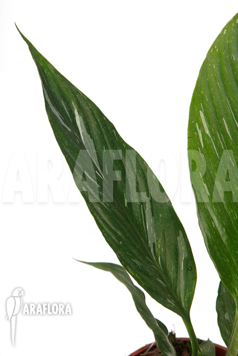 Spathiphyllum variagated ‚WB‘