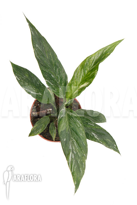 Spathiphyllum variagated ‚WB‘