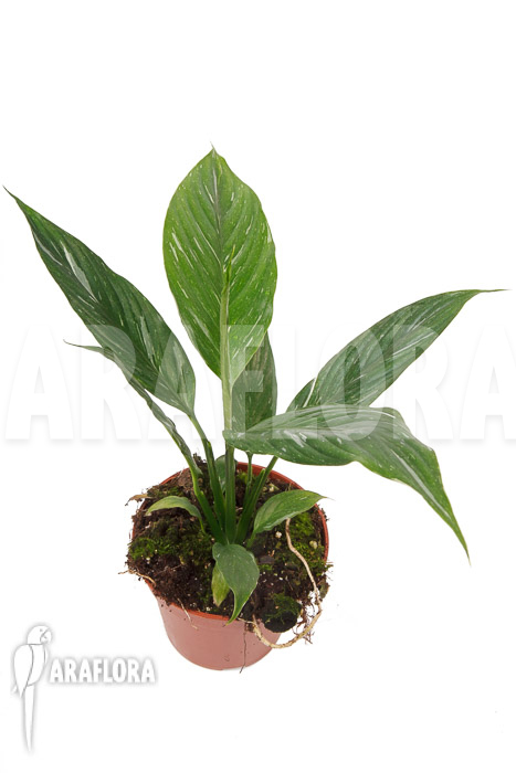 Spathiphyllum variagated ‚WB‘