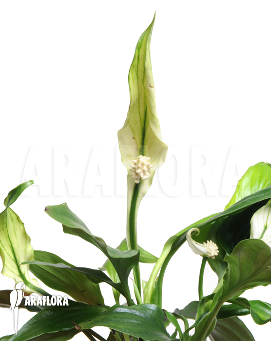 Spathiphyllum x ‚Araflora mini‘
