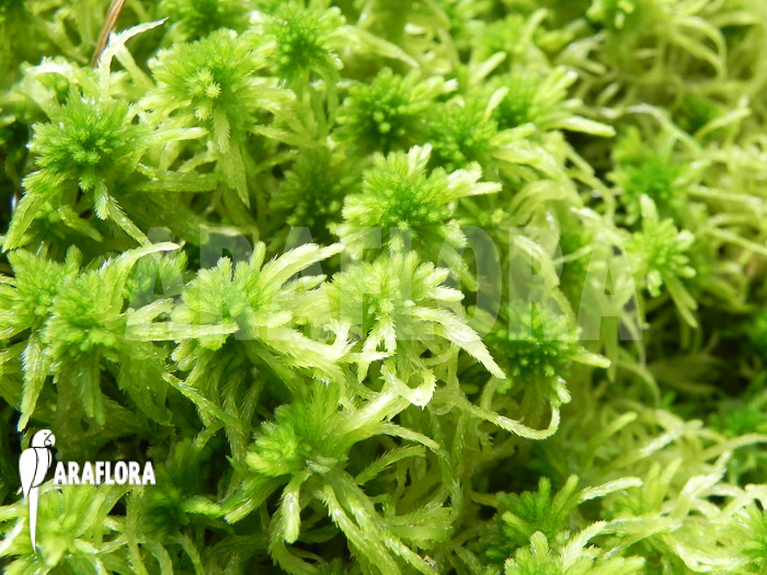 Sphagnum-detail-2