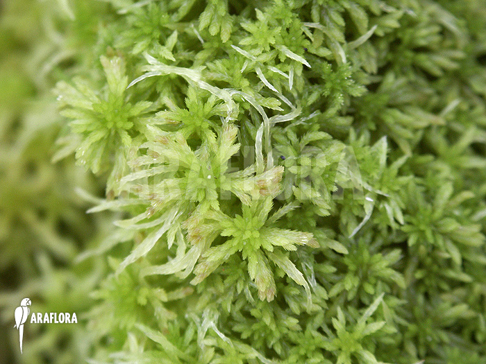 Sphagnum moss