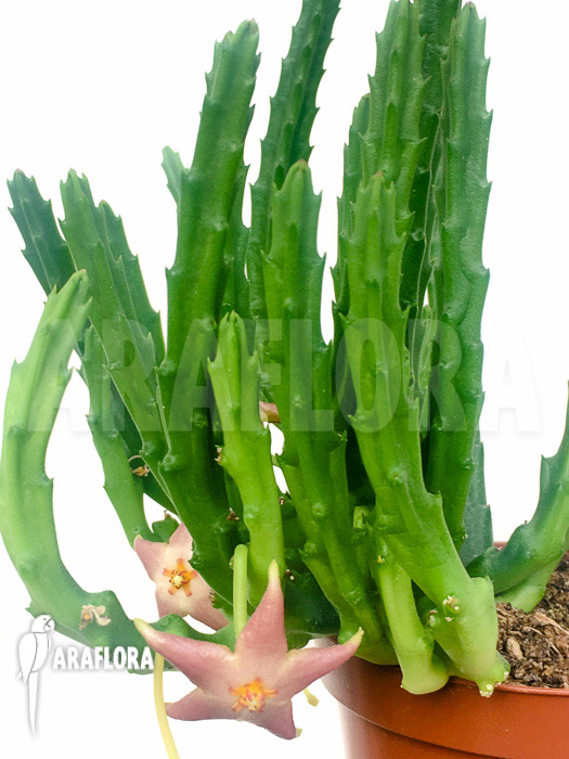 Stapelia divaricata flower