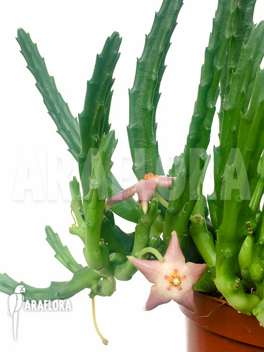 Stapelia divaricata