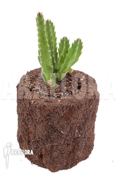 Stapelia grandiflora