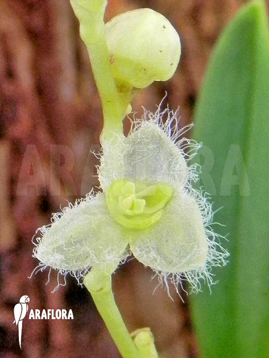Stelis eublepharis