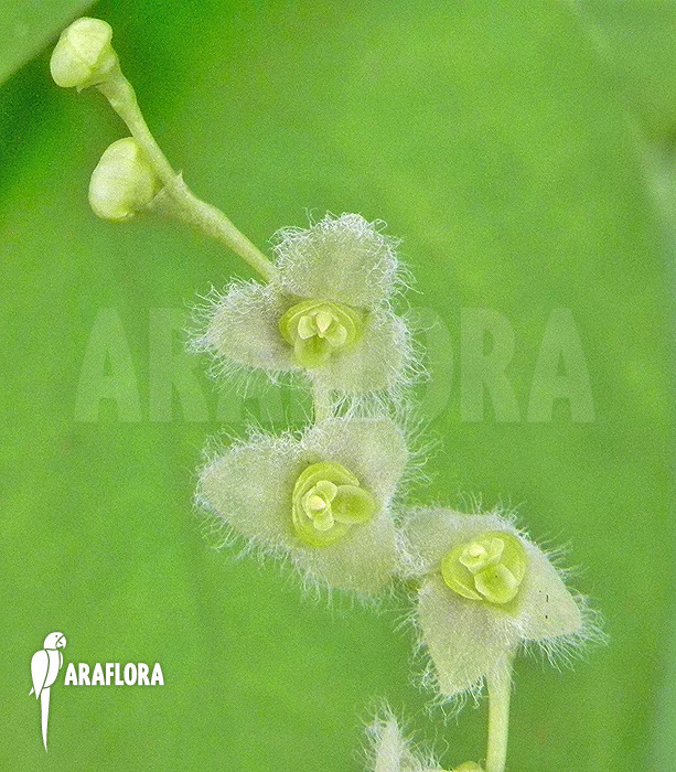 Stelis eublepharis