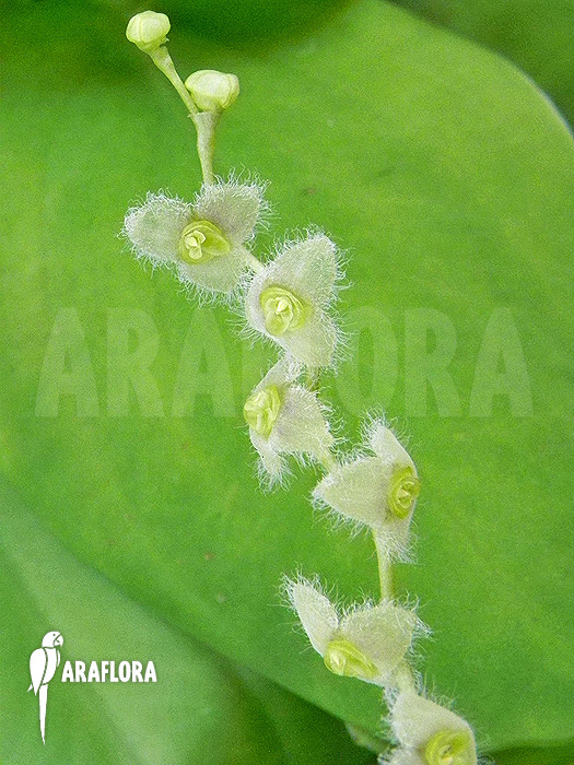 Stelis eublepharis