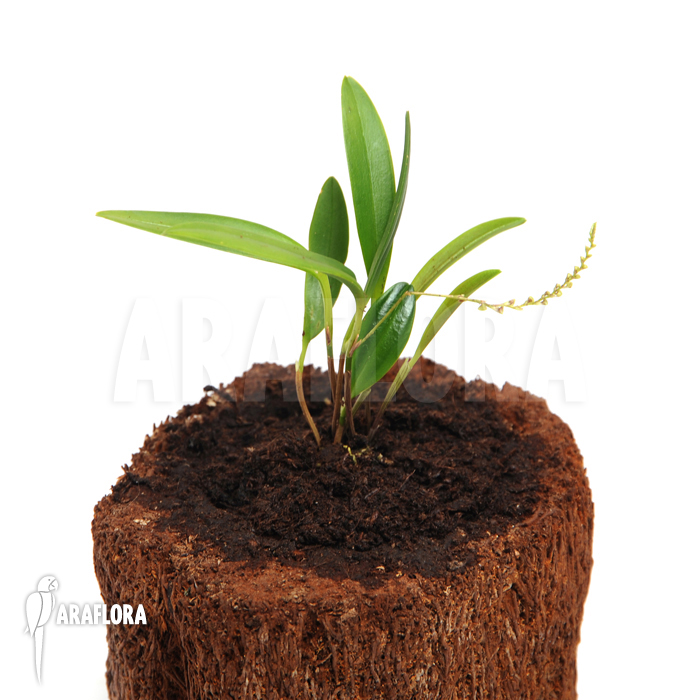 Stelis ‚Species A ‚Costa Rica‘