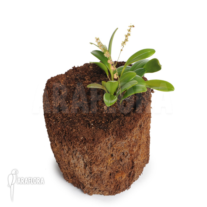 Stelis ‚Species B ‚Costa-Rica‘