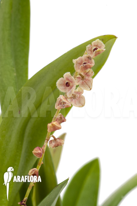 Stelis sp klein