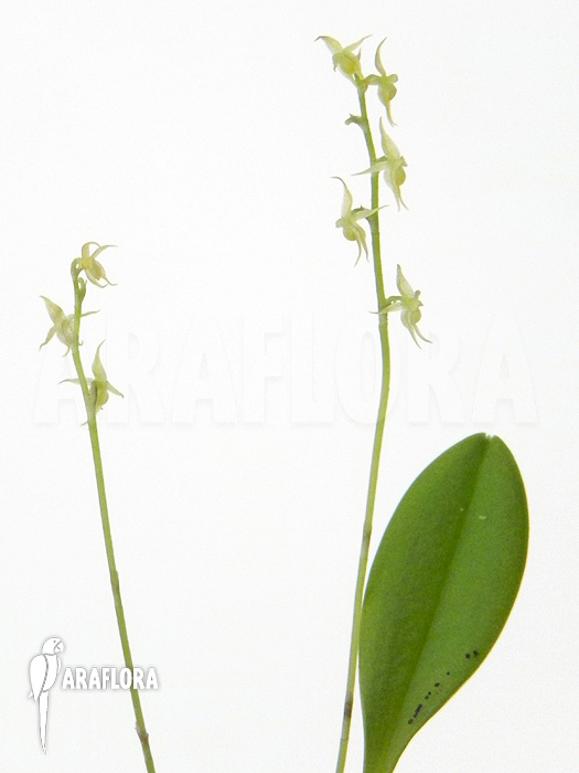 Stelis tristyla