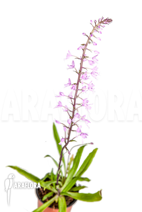 Stenoglottis longifolia