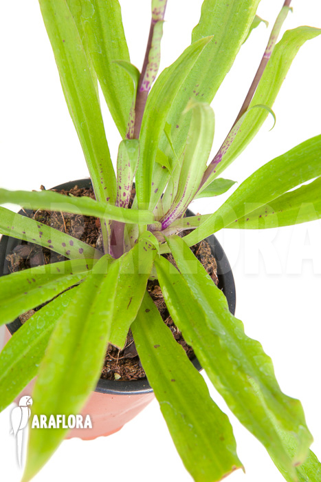 Stenoglottis longifolia