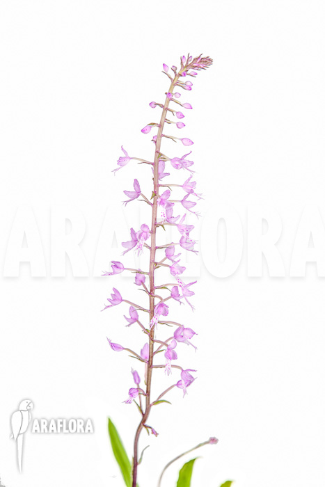 Stenoglottis longifolia