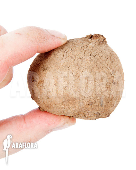 Stephania erecta ‚L‘