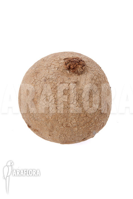 Stephania erecta ‚L‘