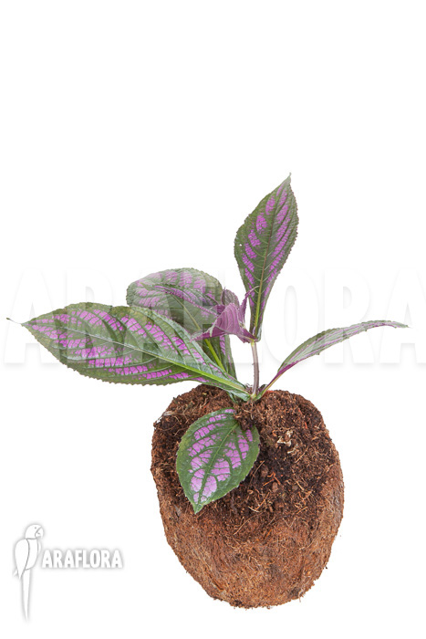 Strobilanthes dyerianus ‚Starter‘