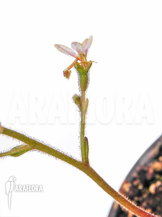 Stylidium assimile