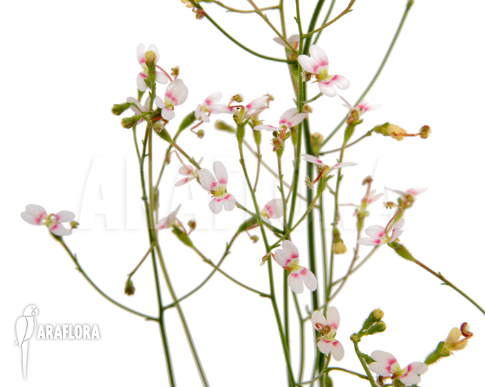 Stylidium caespitosum