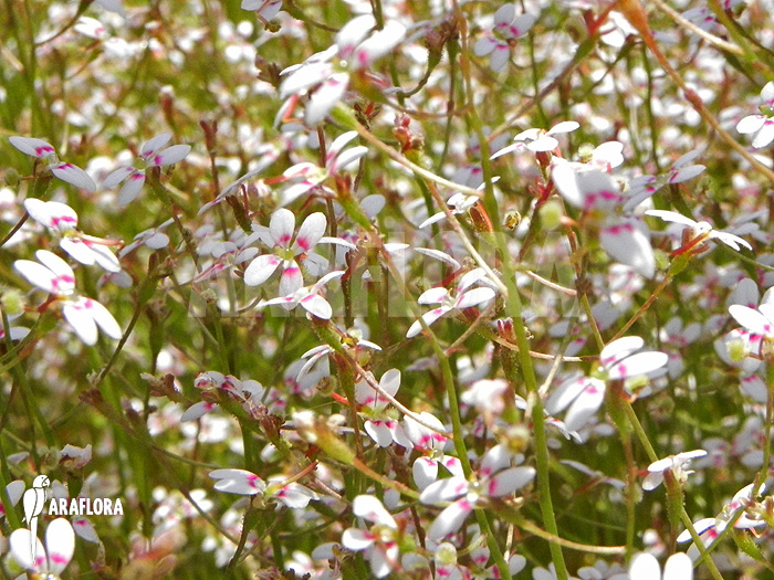 Stylidium debile