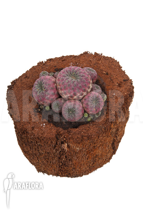 Sulcorebutia rauschii