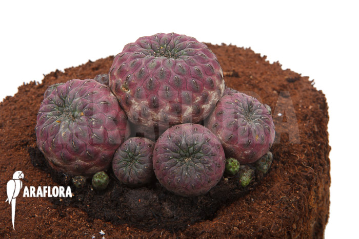 Sulcorebutia rauschii