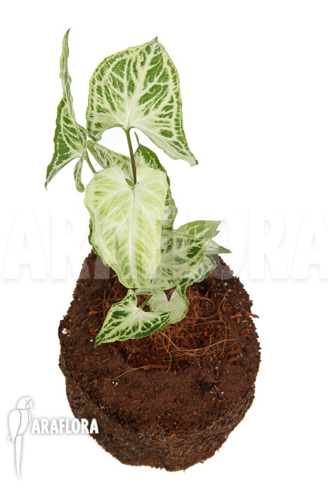 Syngonium ‚Batik‘