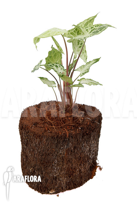 Syngonium ‚Batik‘