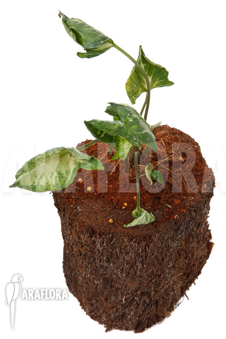 Syngonium ‚Godzilla‘