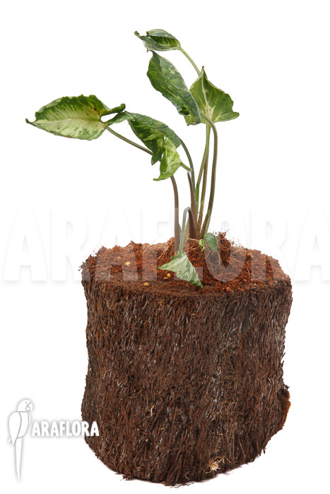 Syngonium ‚Godzilla‘