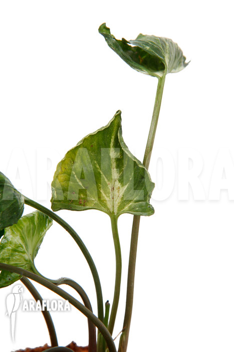 Syngonium ‚Godzilla‘