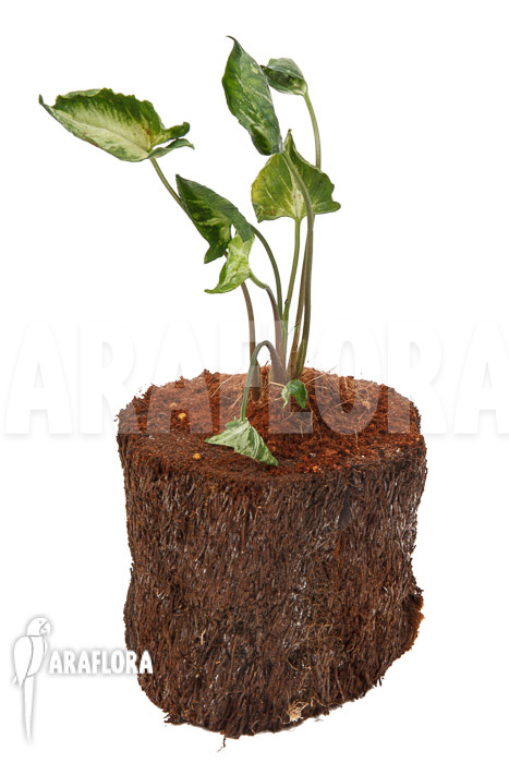 Syngonium ‚Godzilla‘