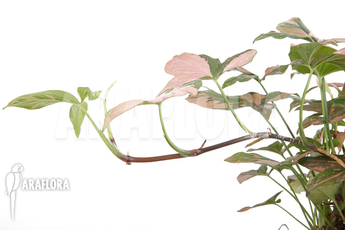 Syngonium ‚Red Spot‘