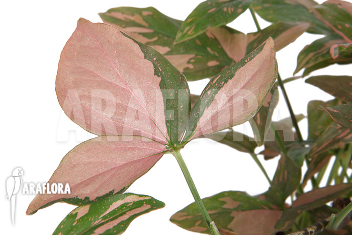 Syngonium ‚Red Spot‘