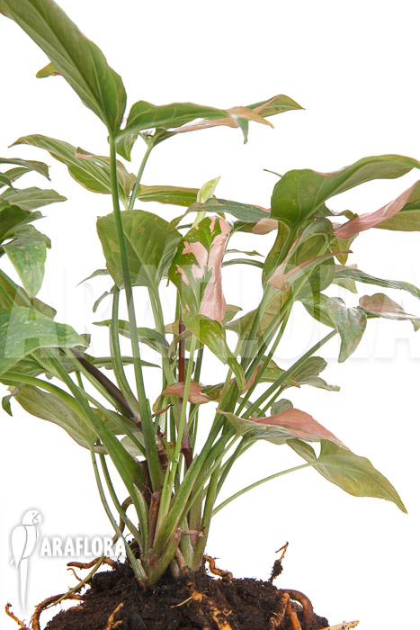 Syngonium ‚Red Spot‘