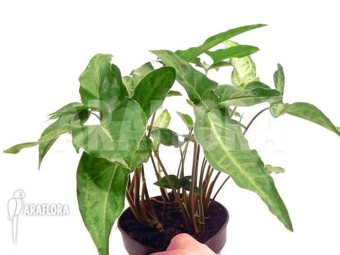 Syngonium angustatum