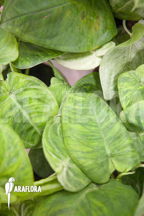 Syngonium macrophyllum