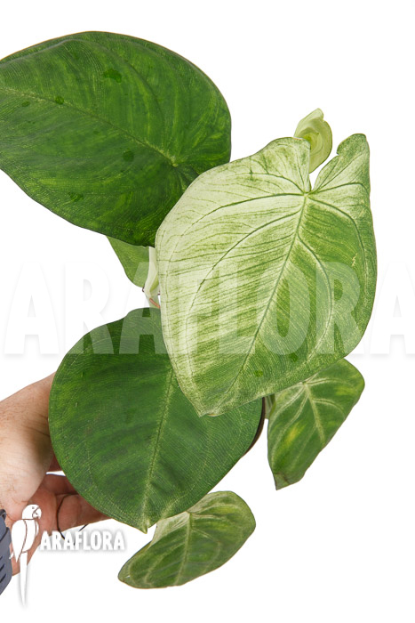 Syngonium macrophyllum ‚Frosted heart‘