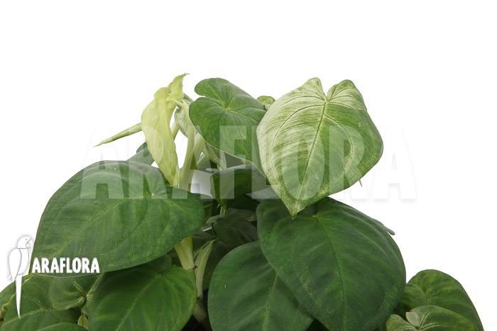 Syngonium macrophyllum ‚Frosted heart‘