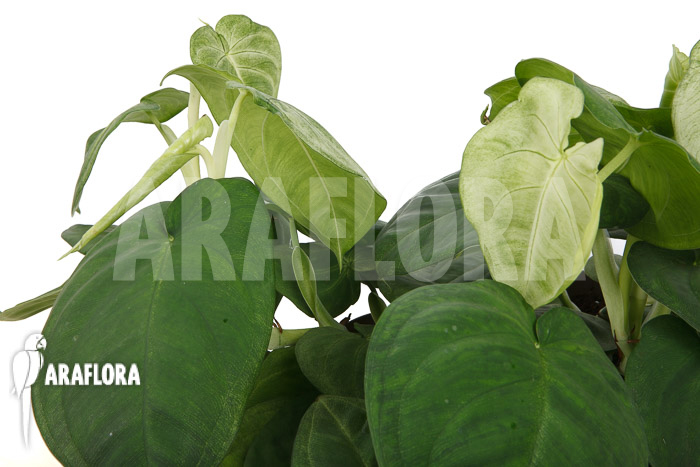 Syngonium macrophyllum ‚Frosted heart‘