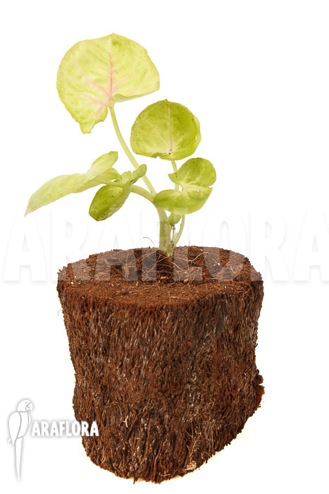 Syngonium podophyllum ‚Baru‘