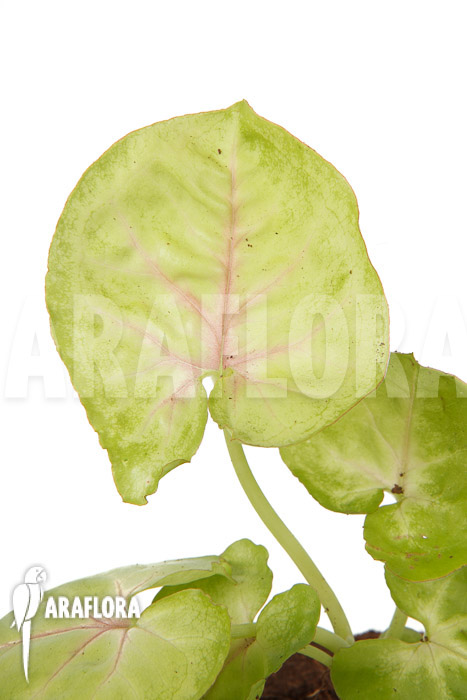 Syngonium podophyllum ‚Baru‘